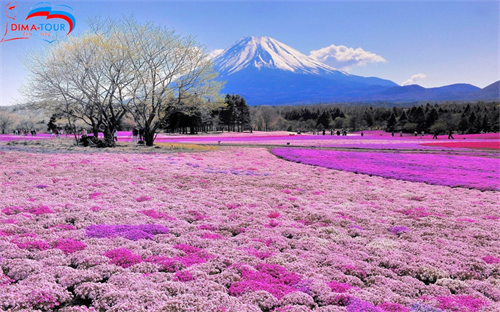 NHẬT BẢN mùa hoa Tử Đằng: Narita – Ibaraki – Phú Sỹ – Tokyo